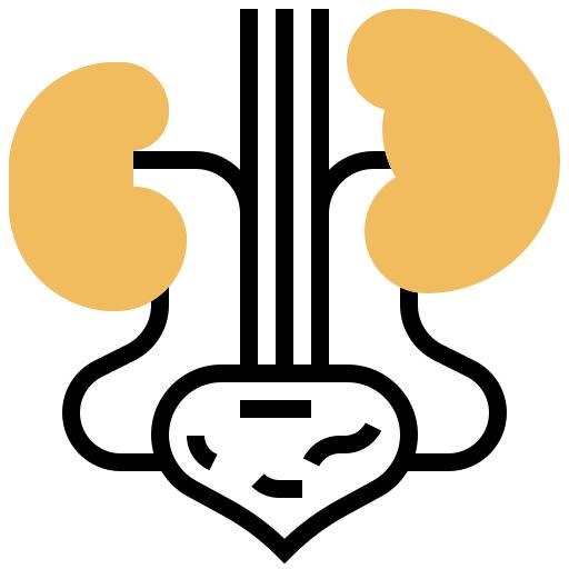 Kidney