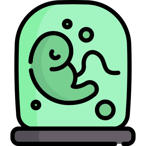 胚胎