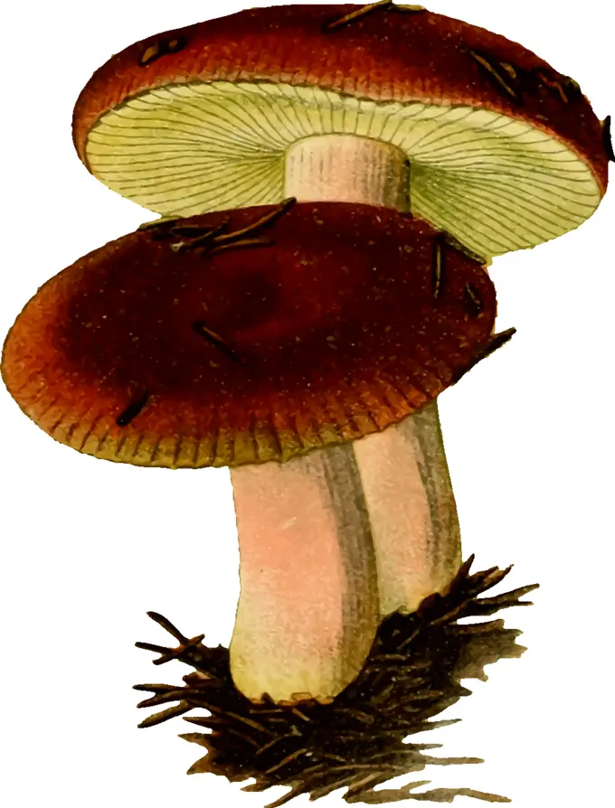 Poisonous mushroom