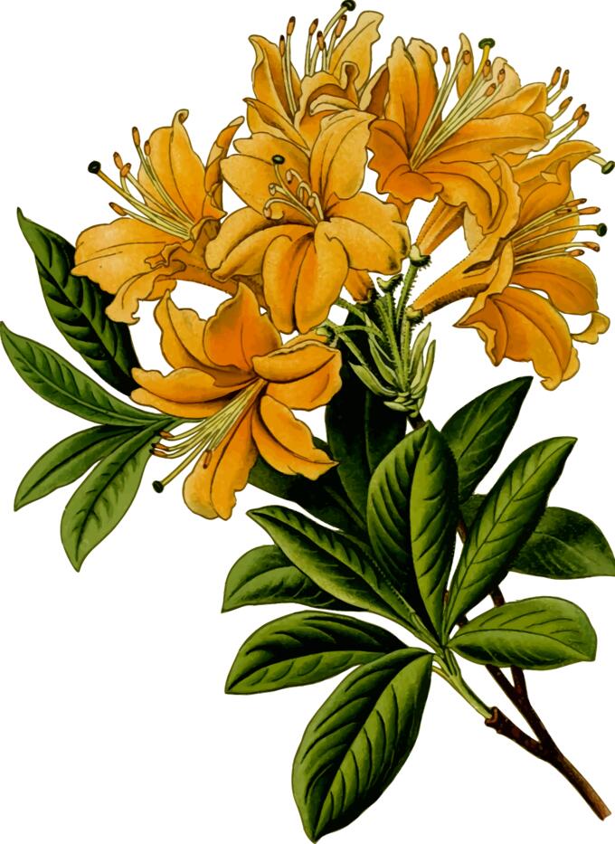Rhododendron