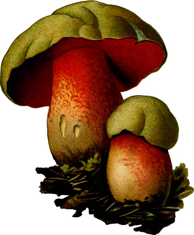 Red flower plant