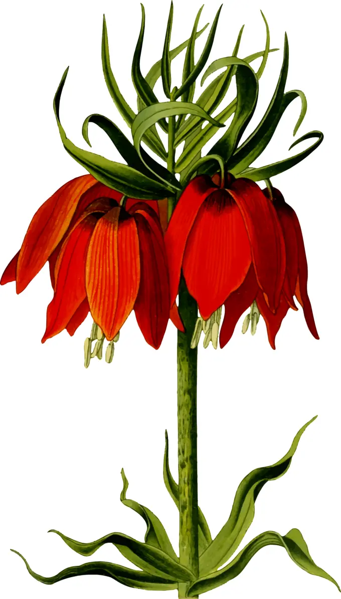 Crown imperial
