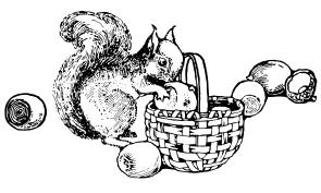 Squirrel and nuts