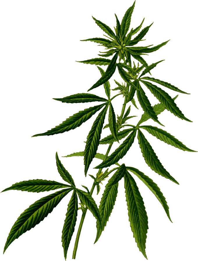 Cannabis silhouette
