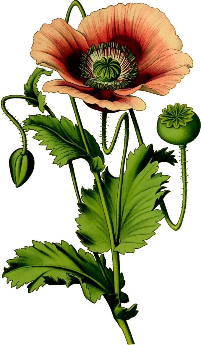 Opium poppy drawing
