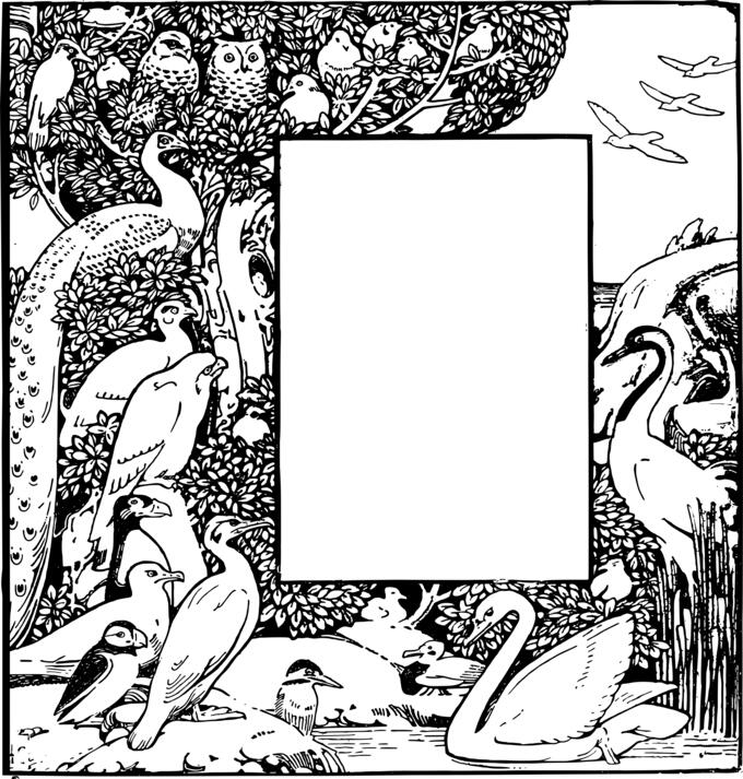 Many birds frame