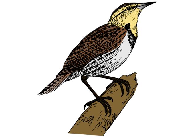 Bird on a branch