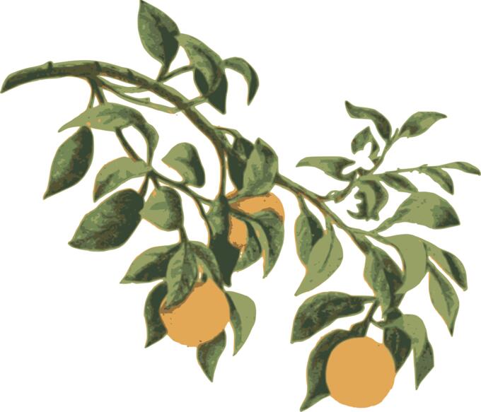 Oranges on a branch