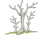 Dead trees
