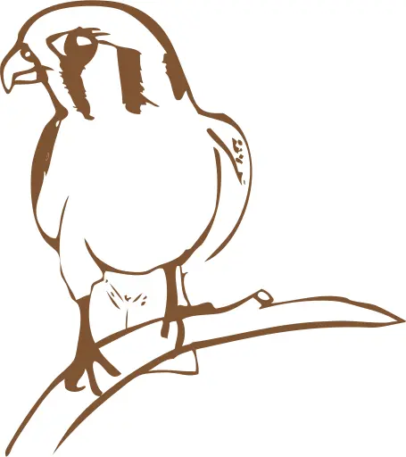 Falcon drawing