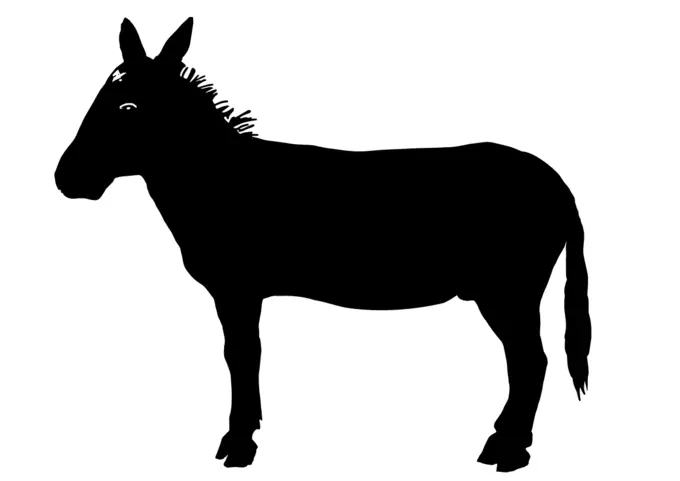 Donkey vector image