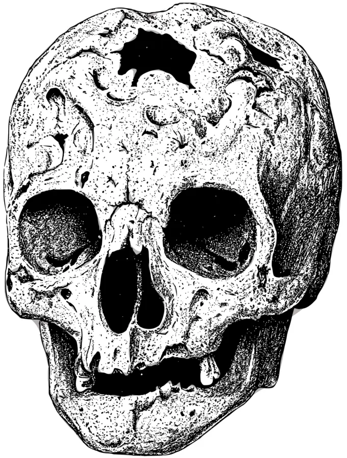 Broken skull vector image