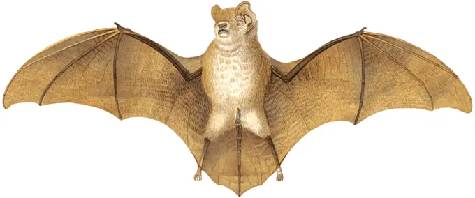 Brown bat