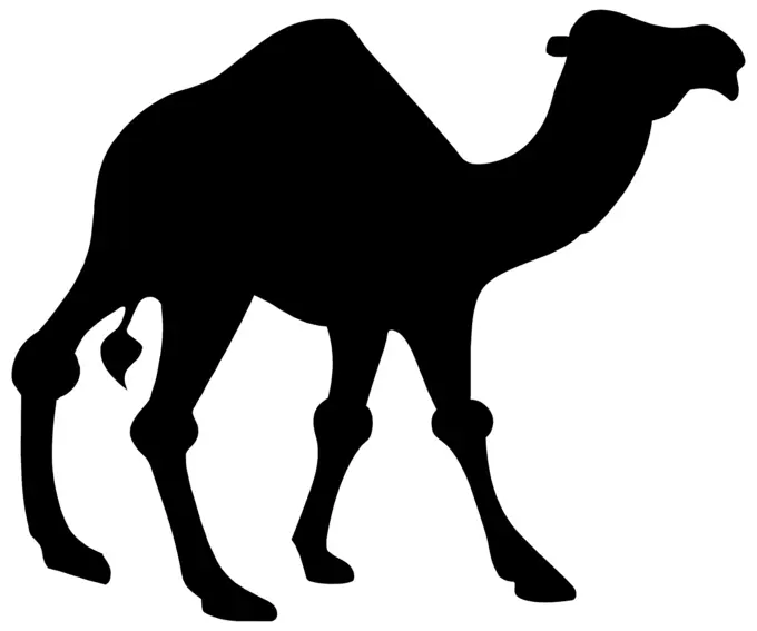 Camel black vector silhouette