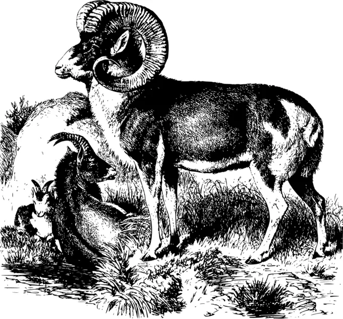 Male sheep with small ones