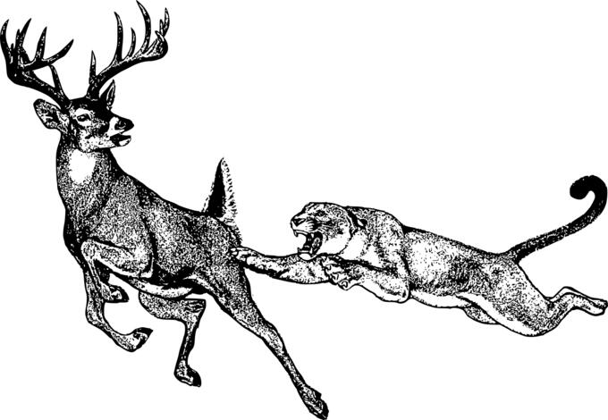 Deer and mountain loin