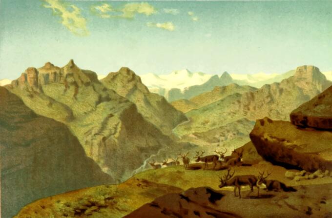 Deers in the mountains