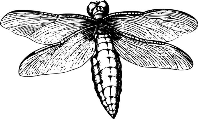 Dragonfly with spread wings