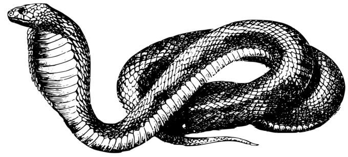 Cobra vector drawing