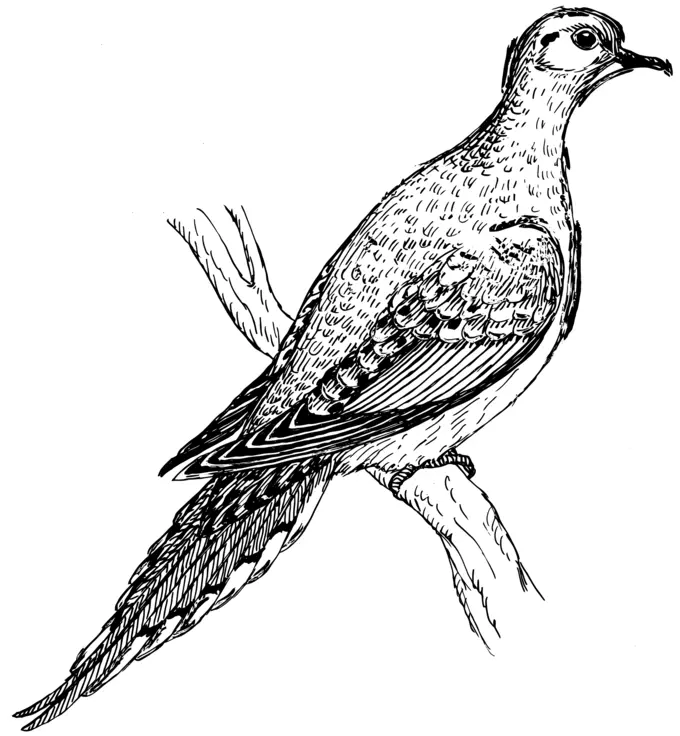Mourning dove vector image