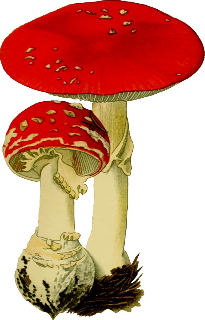 Red mushrooms pair
