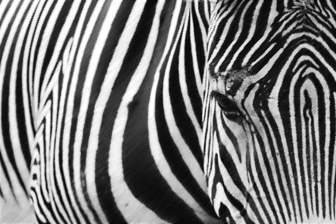 Halftone zebra