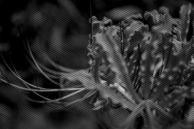 Abstract plant in black and white