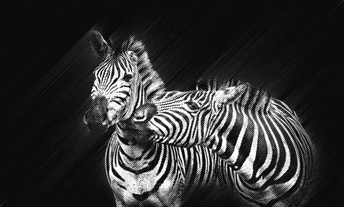 Two zebras