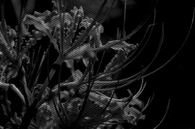 Flowers in black and white