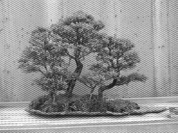 Bonsai tree in black and white