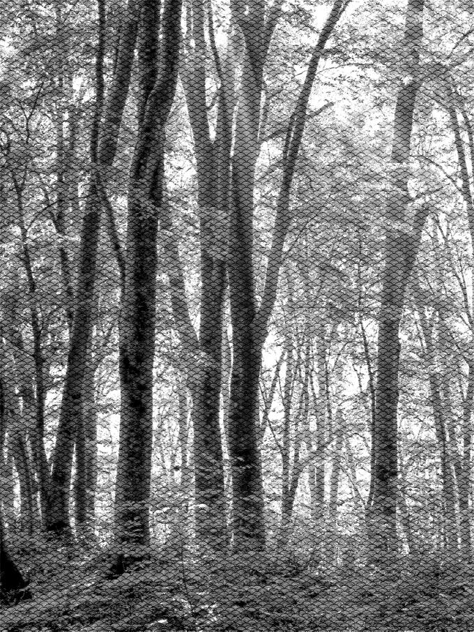 Black and white forest