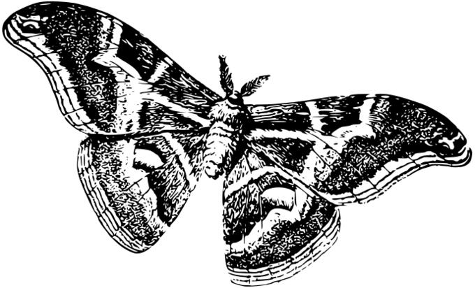 Silkworm as a moth