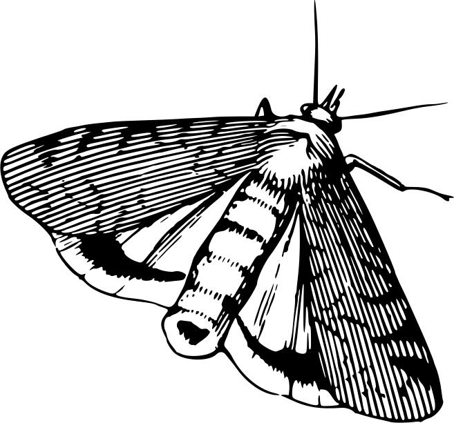 Moth in black and white