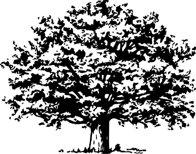 Black and white tree
