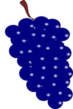 Blue grapes vector image