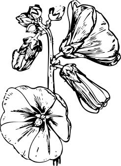 Hollyhock