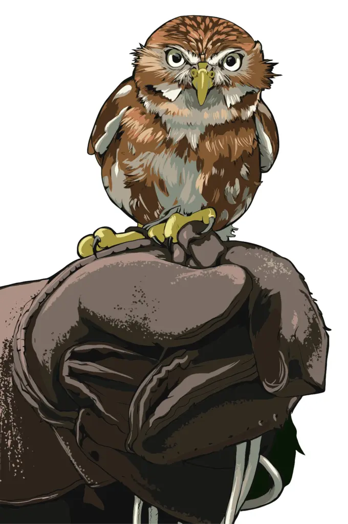 Owl perched on gloved hand