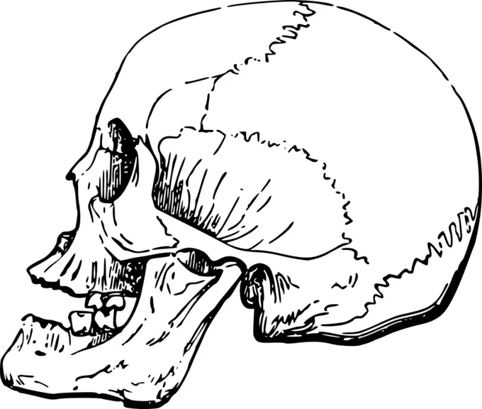 Side skull