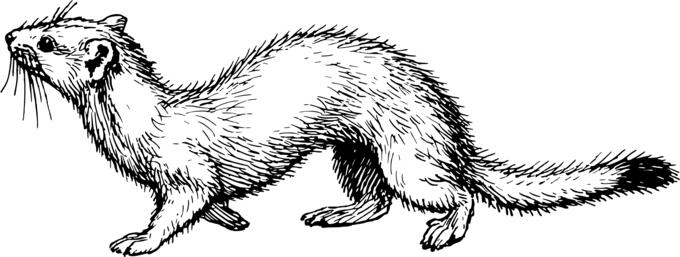 Ermine in black and white