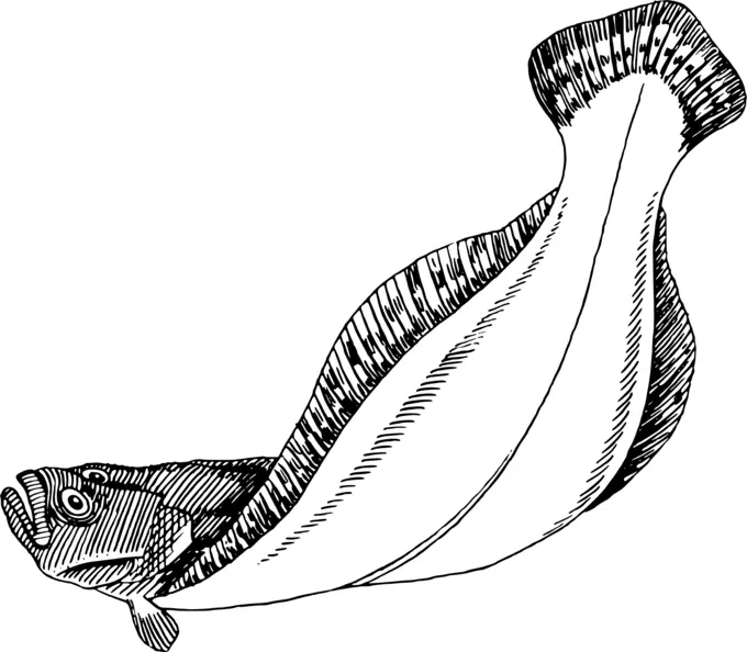 Flatfish