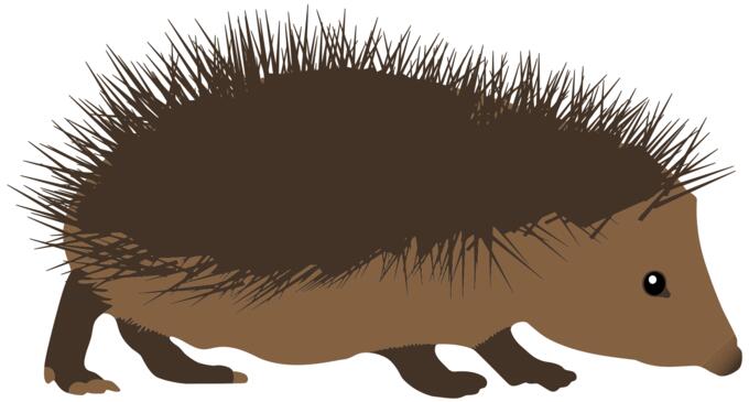 Walking hedgehog