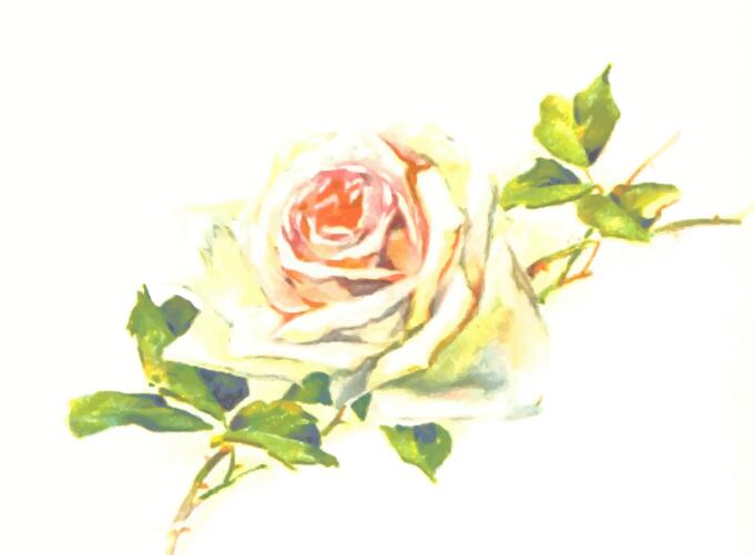 Pale vintage rose image