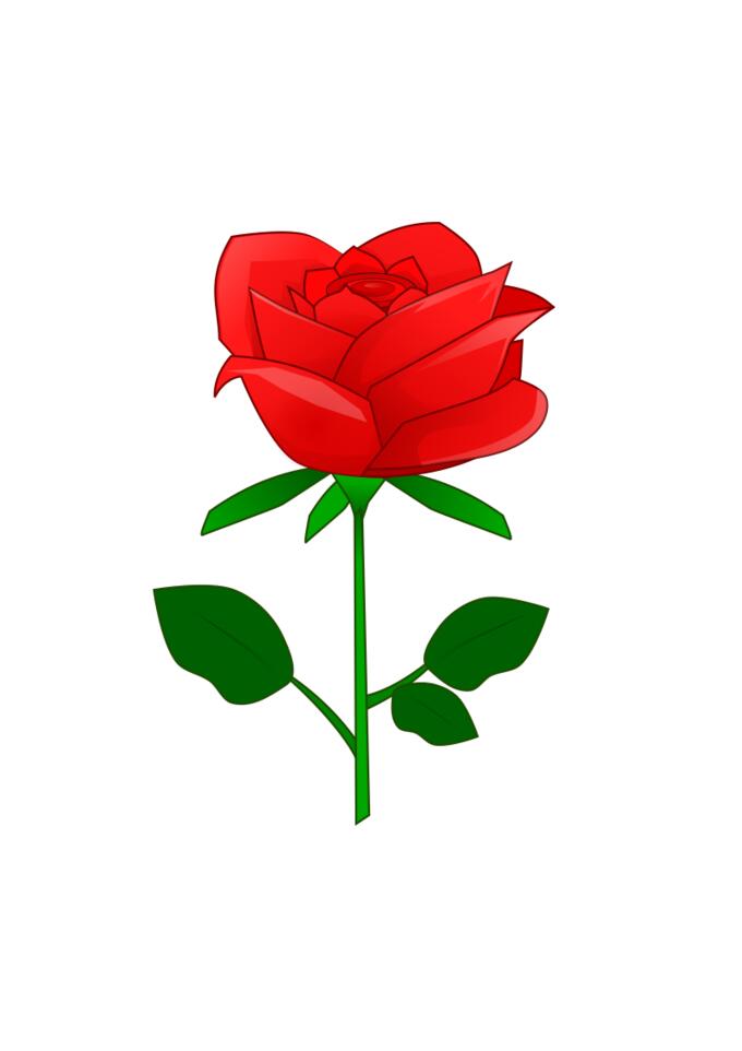 Red rose