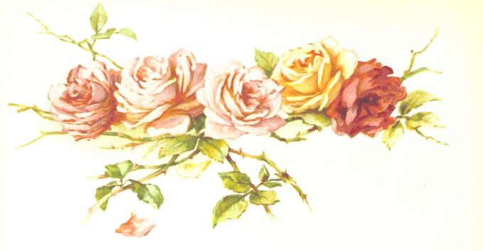 Wild colorful roses