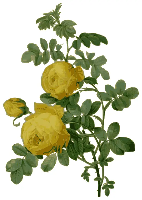 Wild rose in yellow color