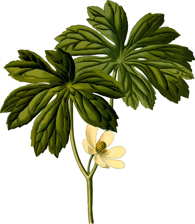 Maple flowers and leaves