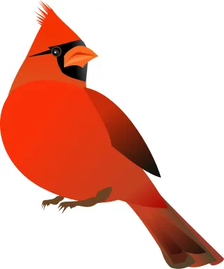 Red cardinal