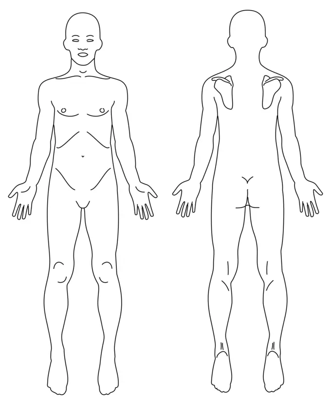 Male anatomy image