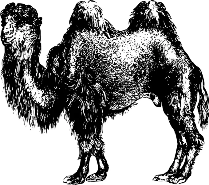 Hairy camel