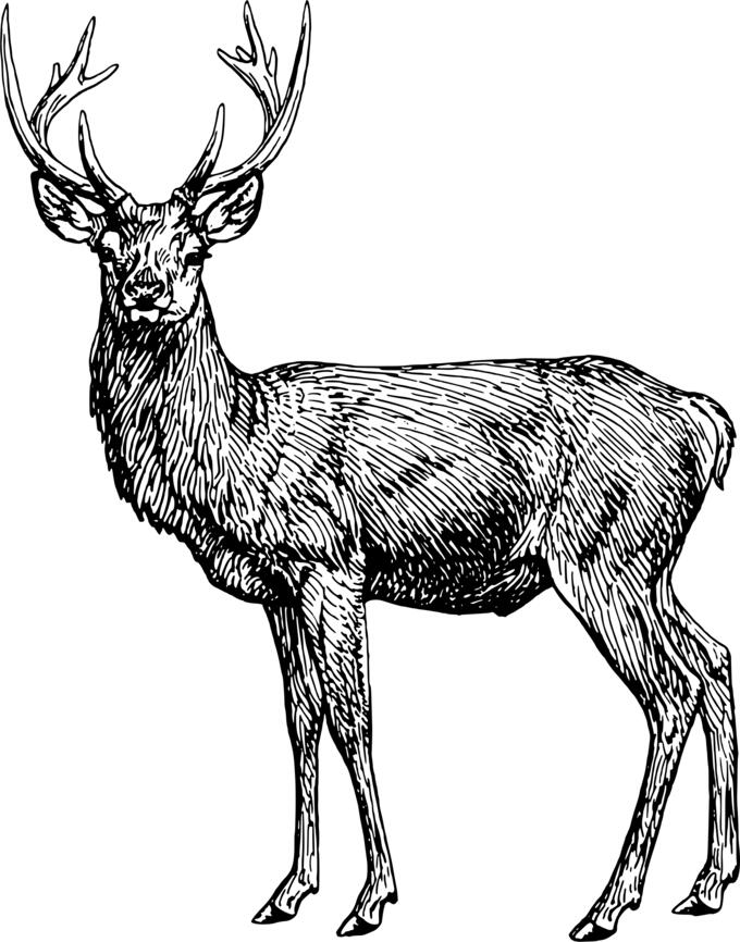 Big-horned stag